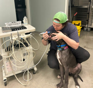 vet assistant cleaning dogs teeth